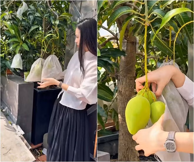 Cây xoài trồng trong chậu lớn cũng cho quả to. Từng trái được nữ diễn viên bọc túi cẩn thận để tránh sâu và côn trùng. Ảnh chụp màn hình