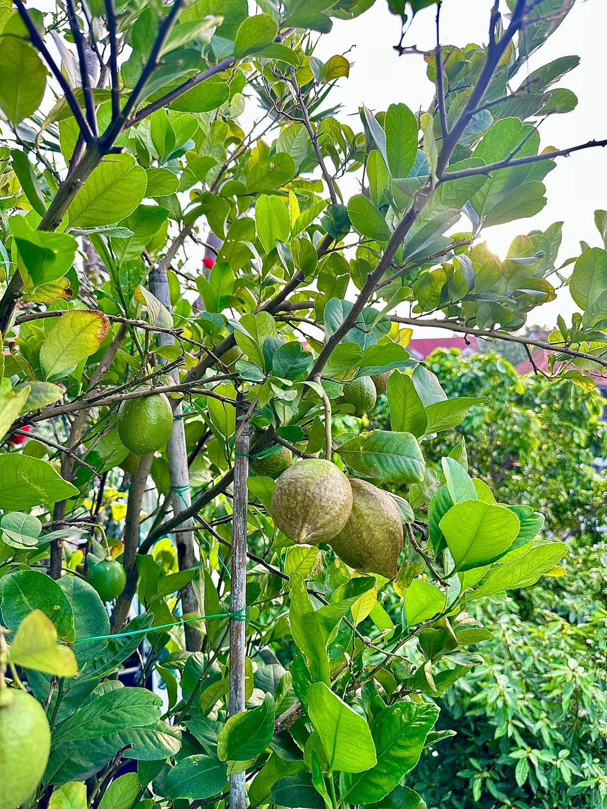 Chanh vàng Nam Phi. Ảnh: FBNV