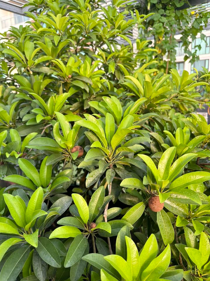 Hồng xiêm tốt um cũng bắt đầu cho trái. Ảnh: FBNV