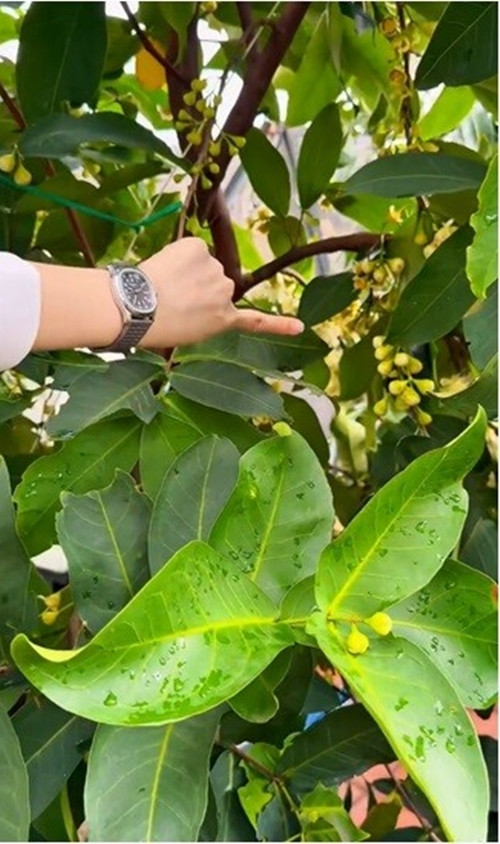 Ngoài ổi, khu vườn của Diệp Bảo Ngọc còn có cây mận đang cho rất nhiều hoa. Ảnh chụp màn hình