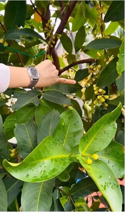 Ngoài ổi, khu vườn của Diệp Bảo Ngọc còn có cây mận đang cho rất nhiều hoa. Ảnh chụp màn hình