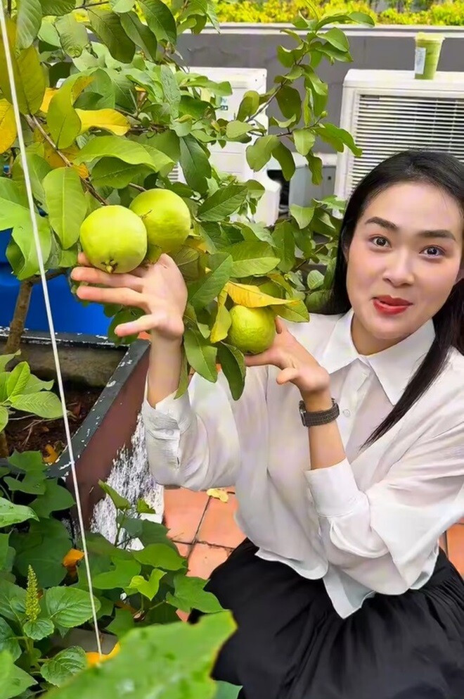 Mới đây, diễn viên Diệp Bảo Ngọc khiến dân mạng thích thú khi chia sẻ khoảnh khắc thu hoạch trái cây trong khu vườn trên sân thượng. Ảnh chụp màn hình