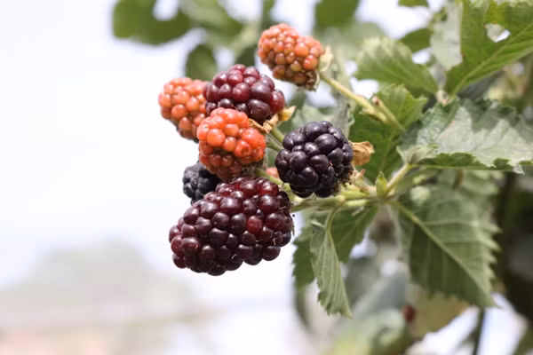 Mâm xôi trồng tại Đà Lạt có giá khoảng nửa triệu đồng/kg. Ảnh: Nông nghiệp