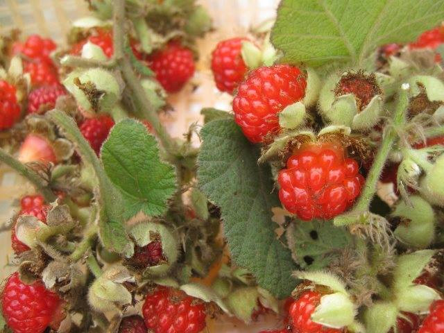 Mâm xôi rừng mọc dại nên rất khỏe, ngay cả ở những nơi đất cằn cỗi cây cũng cho ra quả lúc lỉu, mọng nước, vừa ngọt vừa thơm. Ảnh: Internet