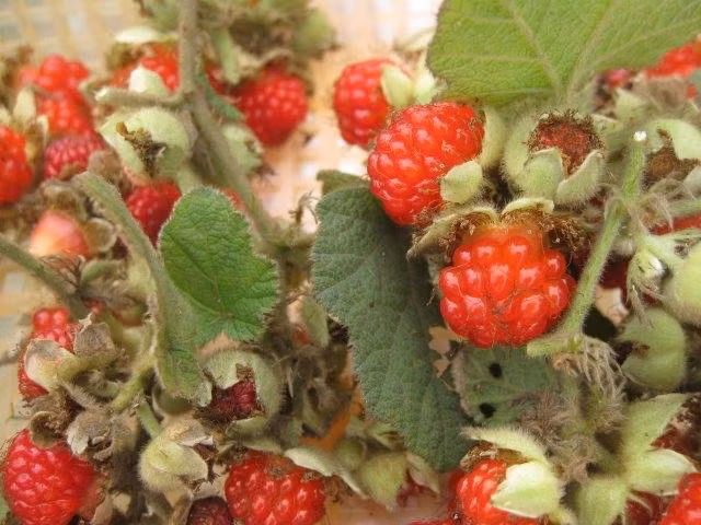 Mâm xôi rừng mọc dại nên rất khỏe, ngay cả ở những nơi đất cằn cỗi cây cũng cho ra quả lúc lỉu, mọng nước, vừa ngọt vừa thơm. Ảnh: Internet