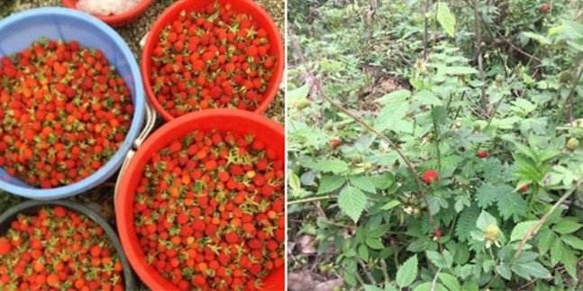 Từ thứ quả mọc dại, ngày nay mâm xôi rừng trở thành đặc sản được người thành phố ưa chuộng. Ảnh: Internet