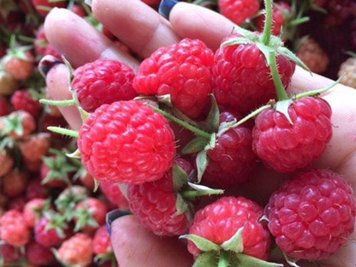 Mâm xôi rừng có thể ăn như một loại trái cây hoặc làm siro giải khát mùa hè, làm mứt, ngâm rượu. Ảnh: Internet