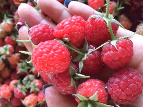 Mâm xôi rừng có thể ăn như một loại trái cây hoặc làm siro giải khát mùa hè, làm mứt, ngâm rượu. Ảnh: Internet