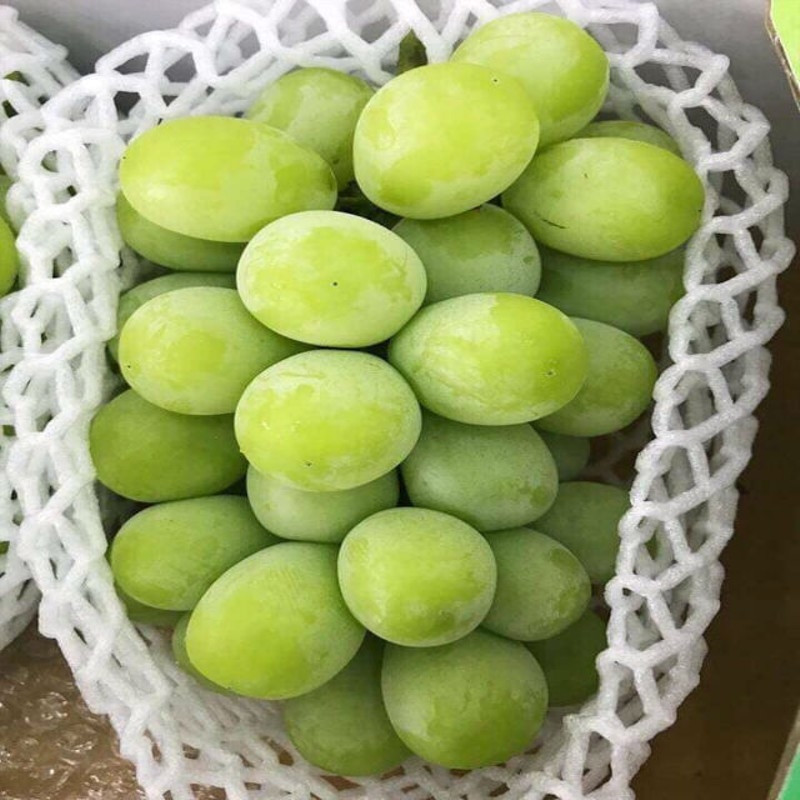 Chi phí cho việc trồng trọt và nuôi dưỡng dòng nho mẫu đơn nhân sâm Hàn Quốc khá cao dẫn đến giá thành cao hơn nho mẫu đơn thông thường. Ảnh: T Fruits