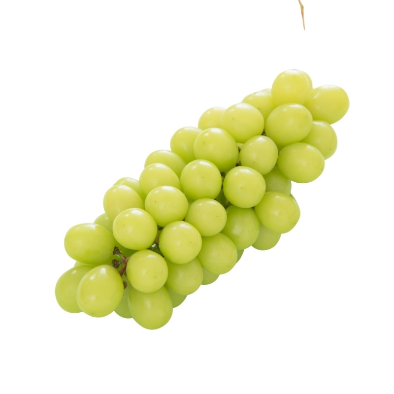 Nho được trồng và canh tác, chăm sóc bằng phương pháp đặc biệt để hấp thụ dưỡng chất quý, trong đó nổi bật là saponin - hợp chất có trong nhân sâm. Ảnh: Citi Fruits