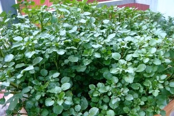 Ưu điểm của cây cải xoong là dễ trồng, không mất nhiều thời gian chăm sóc, chỗ nào nước chảy càng mạnh thì càng nhanh phát triển. Ảnh: Internet