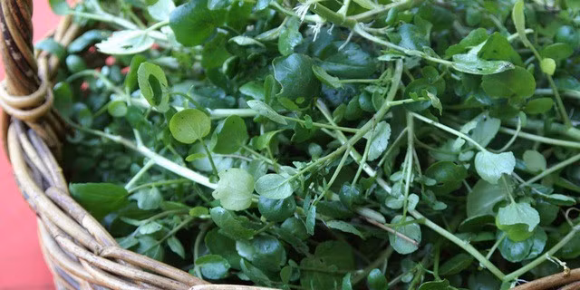 Theo các tài liệu cổ, cải xoong là một trong những loại rau xuất hiện trong các nền văn minh Hy Lạp, Ba Tư và La Mã cổ đại. Ảnh: Internet