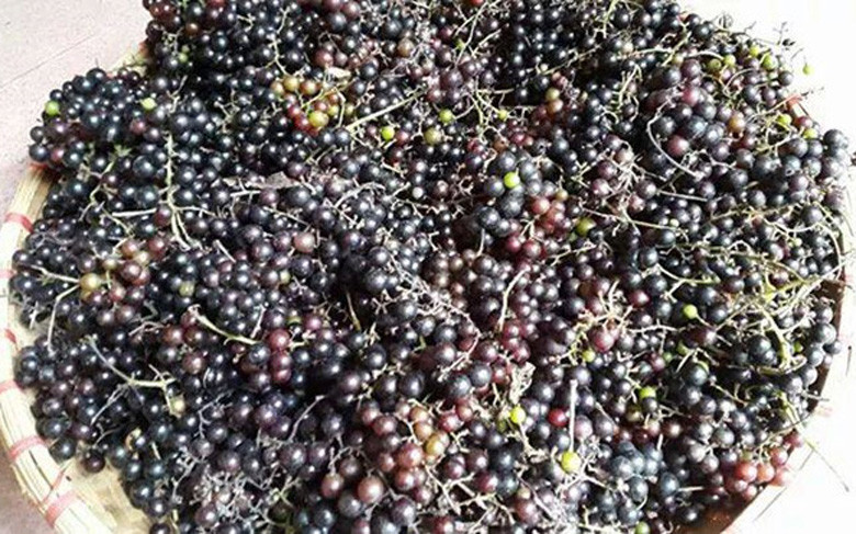 Nho rừng vốn là quả dại mọc nhiều ở bìa rừng các tỉnh miền núi Tây Bắc. Ảnh: Facebook
