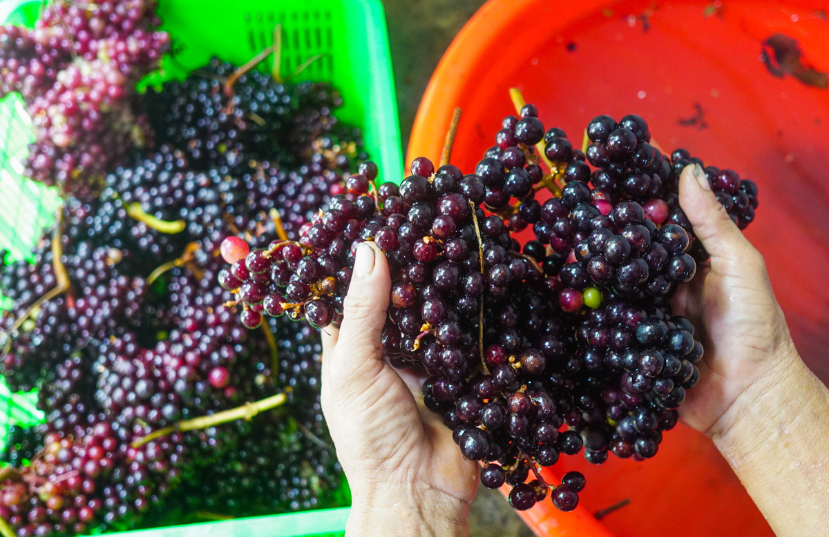 Trên thị trường, nho rừng giá dao động từ 100.000 - 120.000 đồng/kg, cuối mùa giá lên tới 180.000 đồng/kg. Nho rừng chín có thể dùng ngâm rượu, làm rượu vang, ngâm siro...Ảnh: Facebook