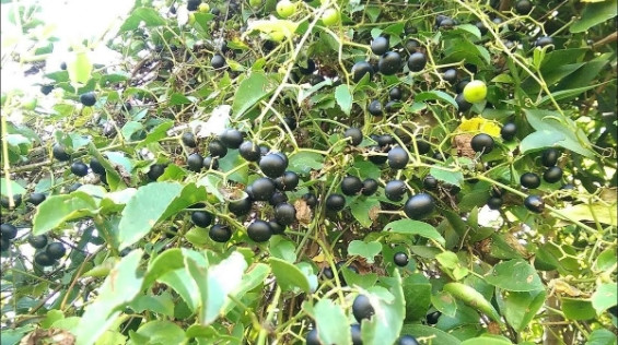 Khi chín, trái giác màu đen thẫm hoặc màu tím. Tại các khu chợ dân sinh miền Tây, trái giác có giá 80.000 đồng/kg. Ảnh: Saostar