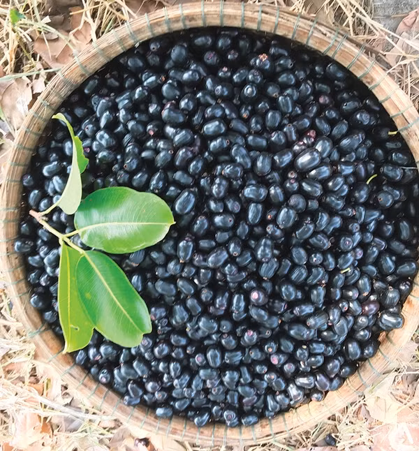 Trái trâm chín rộ vào khoảng cuối tháng 5 đến tháng 7 âm lịch hàng năm. Khi chín, trái trâm có màu tím lịm rồi đen sì nổi bật. Ảnh: Báo An Giang