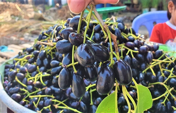 Trái trâm hay còn gọi trâm mốc, trâm vối hay vối rừng. Cây trâm mọc dại trong rừng, nhiều nhất là vùng Bảy Núi (An Giang). Ảnh: Báo An Giang