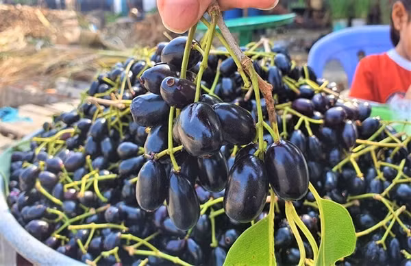 Trái trâm hay còn gọi trâm mốc, trâm vối hay vối rừng. Cây trâm mọc dại trong rừng, nhiều nhất là vùng Bảy Núi (An Giang). Ảnh: Báo An Giang