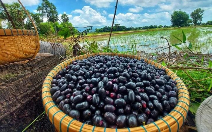 Trên chợ mạng và các sàn thương mại điện tử, trái trâm có giá lên tới 130.000 đồng/kg. Ảnh: Dân Việt