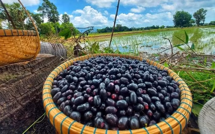 Trên chợ mạng và các sàn thương mại điện tử, trái trâm có giá lên tới 130.000 đồng/kg. Ảnh: Dân Việt