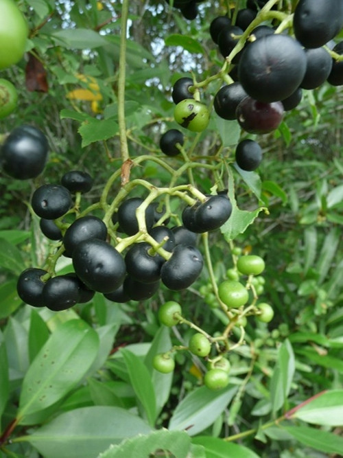 Là đặc sản ở Cà Mau, trái giác mọc hoang khắp nơi, xưa ai thích hái về để nấu canh, số còn lại để chín rụng đầy gốc, không có ai mua bán. Ảnh: Đặc sản Cà Mau