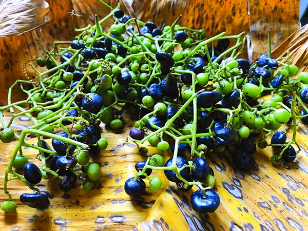 Vài năm gần đây, loại quả mọc hoang dại bỗng trở thành gia vị cho nhiều món ăn của người miền Tây trong các nhà hàng, hoặc để làm mứt, ngâm rượu. Ảnh: Báo phụ nữ