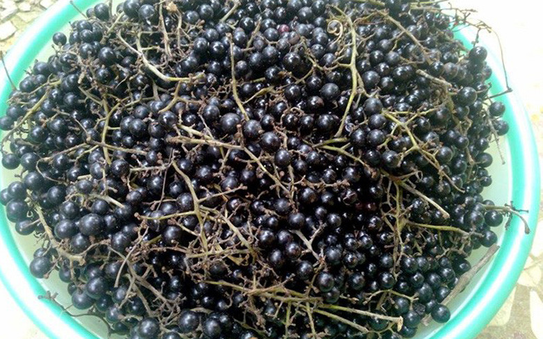 Nho rừng có từng chùm giống như trái nho thường nhưng kích thước bé hơn và vị chua hơn. Ảnh: Facebook