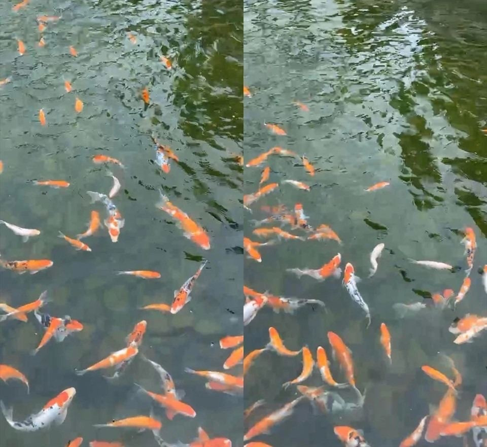 Hồ cá Koi rộng lớn. Ảnh: Facebook