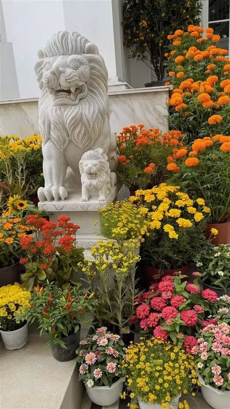 Hà Tăng thường trưng bày đủ loại hoa và cây cảnh trước cửa ra vào nhà. Ảnh: FBNV