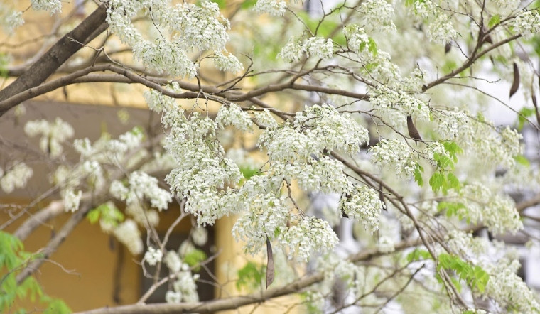 Tán của cây sưa thưa, hoa màu trắng, các cành non lá màu xanh, trên bề mặt lá có lông mịn và thưa. Ảnh: Bachhoaxanh