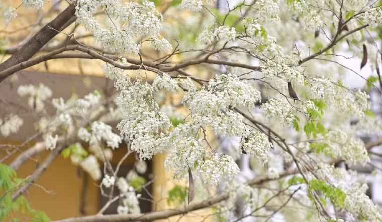 Tán của cây sưa thưa, hoa màu trắng, các cành non lá màu xanh, trên bề mặt lá có lông mịn và thưa. Ảnh: Bachhoaxanh