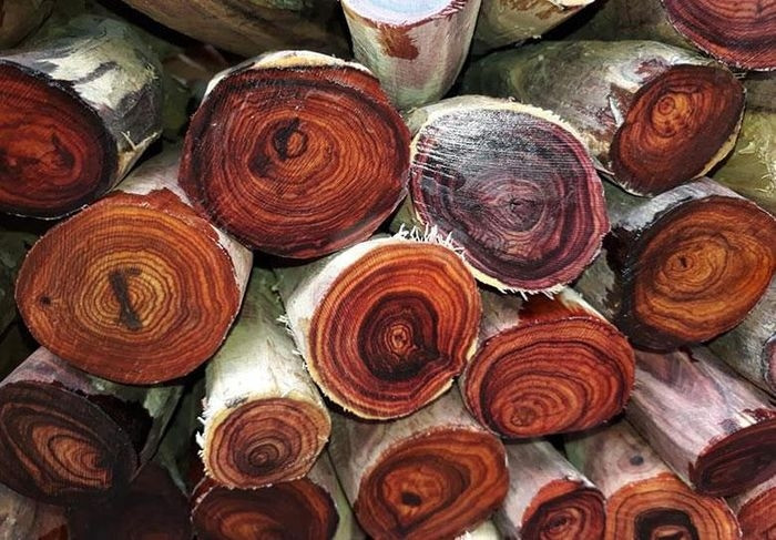  Gỗ sưa đỏ thường được sử dụng làm hương liệu, nội thất hoặc dược liệu. Đây cũng được xem là loại gỗ "quý tộc". Ảnh: Hàm Rồng Việt