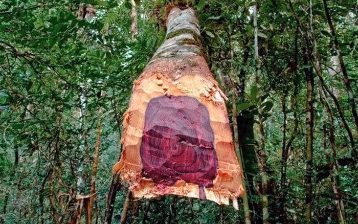 Trước kia ở Trung Quốc, chỉ những gia đình vua chúa, quyền thế mới được thưởng đồ dùng làm từ gỗ sưa. Ảnh: Internet