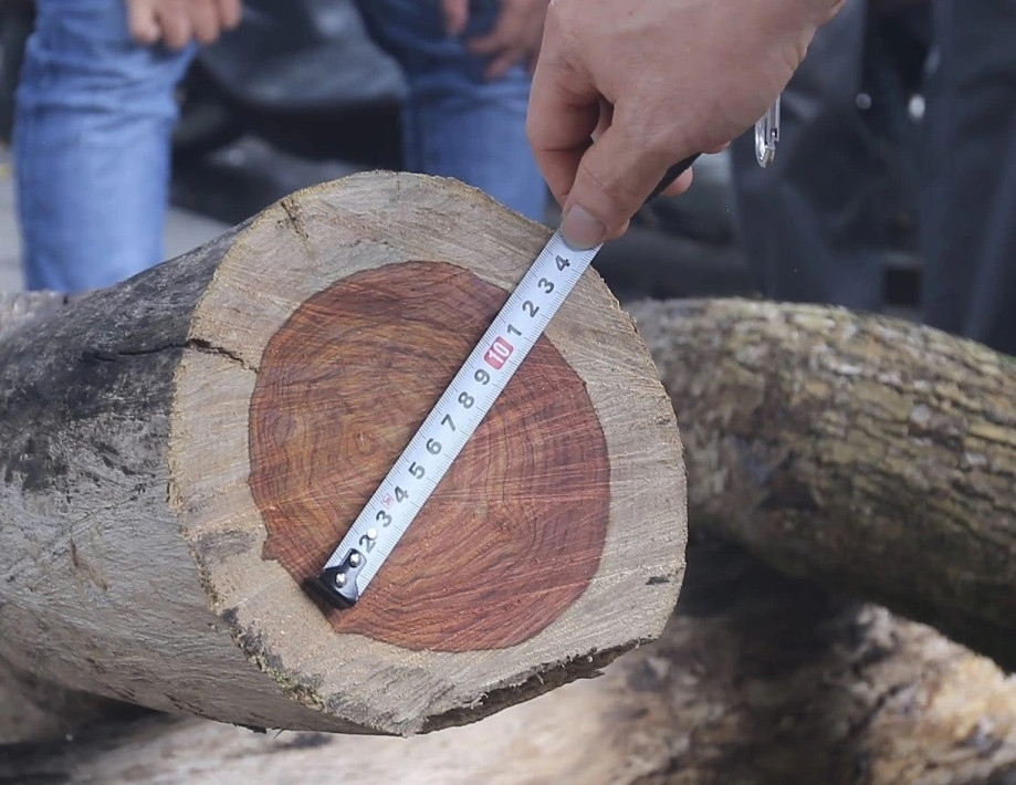 Thậm chí, vào thời kỳ “sốt” của thị trường gỗ sưa, loại gỗ này có giá 30 triệu/kg, tương đương một cây gỗ sưa cổ thụ có thể lên tới cả trăm tỷ đồng. Ảnh: VOV
