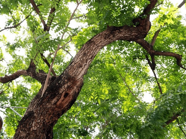 Gỗ sưa thuộc nhóm IA, nằm trong danh sách các loài động, thực vật quý hiếm cần được bảo tồn ở nước ta. Ảnh: Internet