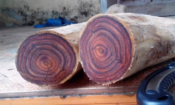 Sưa gồm 2 loại chính là sưa đỏ và sưa trắng. Trong đó, vân gỗ sưa đỏ được coi là đẹp nhất, thuộc hàng đệ nhất vân. Ảnh: Internet