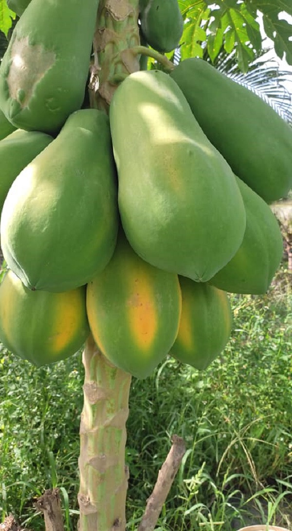 Đu đủ tăng giá 7.000 đồng/kg Du du tang gia 7.000 dong/kg