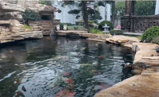 Hồ cá Koi không quá to nhưng được kết hợp cùng tiểu cảnh, tạo không gian đẹp mắt và thư giãn. Ảnh: A&amp;T Rose