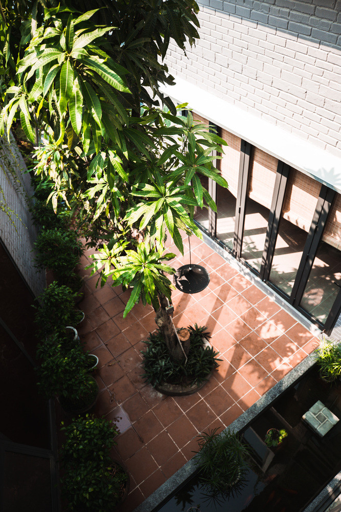 Sân nhà ngập nắng với cây thân cao mọc cành lá sum suê. Ảnh: Kiến trúc sư Hồ Khuê