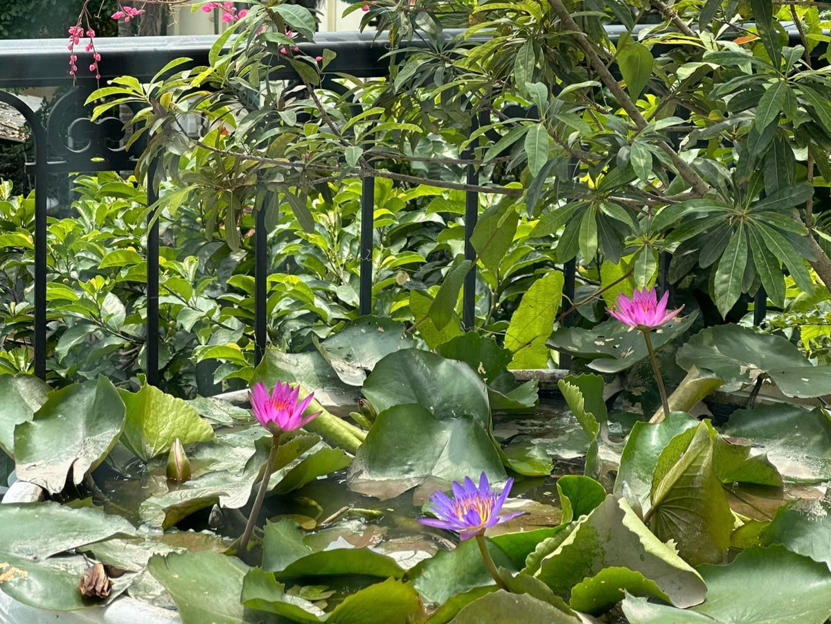 Hoa súng đẹp mắt. Ảnh: FBVN