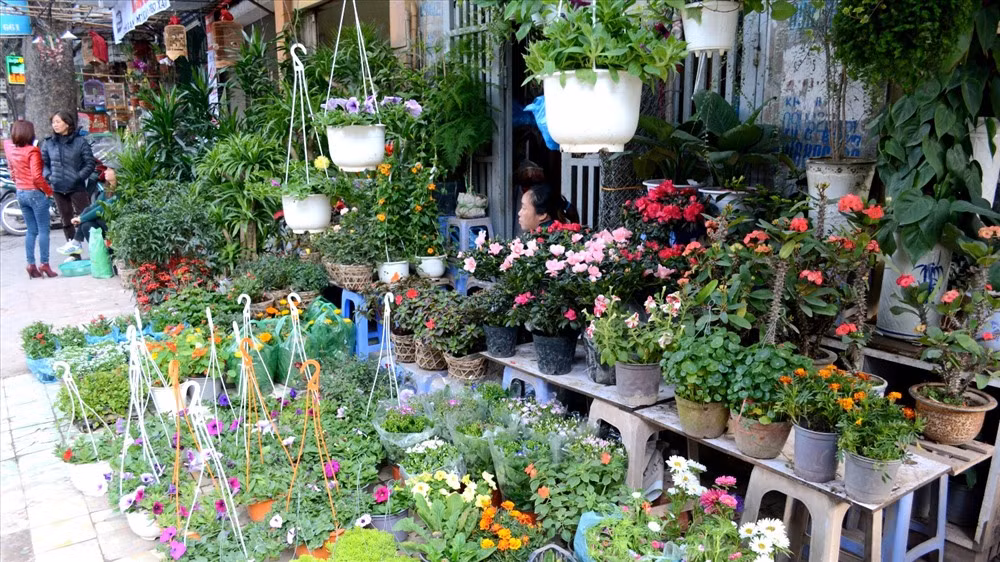 Chợ hoa Hoàng Hoa Thám là một trong những chợ hoa lâu đời và nổi tiếng nhất Hà Nội. Ảnh: T.L