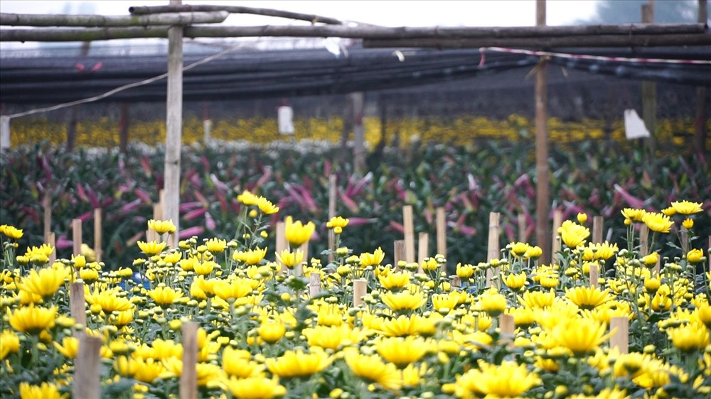 Chợ hoa đêm Tây Tựu kéo dài khoảng hơn 1km, nằm dọc đường Tây Lựu ở Từ Liêm, Hà Nội. Đây là chợ hoa Tết ở Hà Nội lớn và lâu đời, cung cấp hoa tươi cho thủ đô Hà Nội mà còn mở rộng ra các tỉnh phía Bắc, phía Nam và xuất khẩu. Ảnh: Vietnamnet