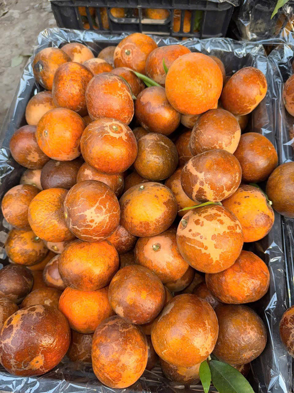 Hơn 1 tháng nay, ngày nào chị Thoa cũng bán quýt sim. Mỗi ngày chị Thoa lấy khoảng 1 tạ quýt sim đổ sỉ cho các cửa hàng trong chợ, còn lại bán rong quanh khu vực Hà Đông. Ảnh: FB Nga Ng