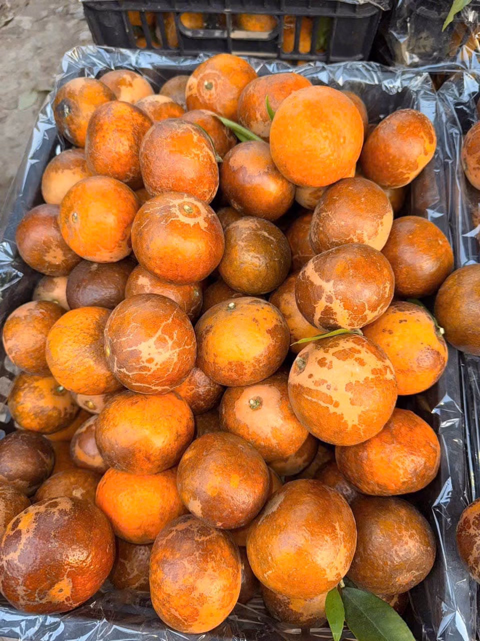 Hơn 1 tháng nay, ngày nào chị Thoa cũng bán quýt sim. Mỗi ngày chị Thoa lấy khoảng 1 tạ quýt sim đổ sỉ cho các cửa hàng trong chợ, còn lại bán rong quanh khu vực Hà Đông. Ảnh: FB Nga Ng