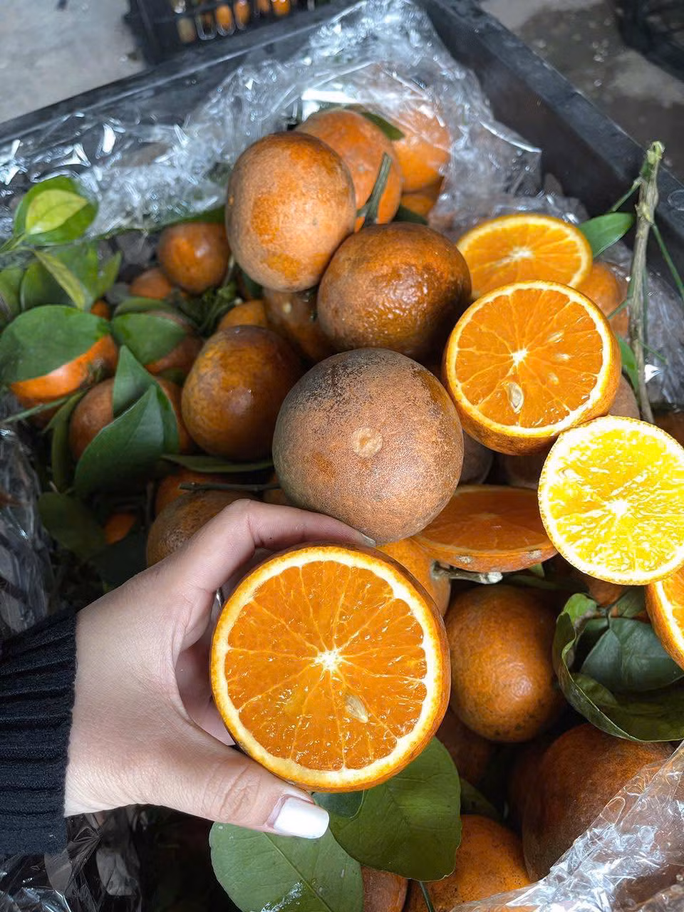 Quýt sim vỏ dày, màu vàng cam bắt mắt, tép căng mọng. Vị quýt sim ngọt, chua nhẹ, phù hợp với khẩu vị của nhiều người. Ảnh: FB Em Tuyến