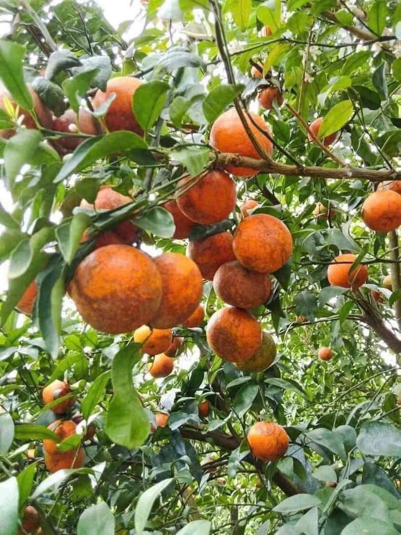 Chị Thoa, một người bán trái cây ở Thanh Trì (Hà Nội) cho biết, quýt sim hiện là loại quýt giá mềm nhất hiện nay. Ảnh: FB Em Tuyến