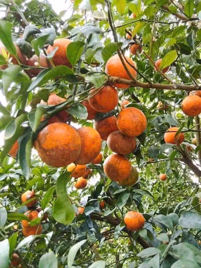 Chị Thoa, một người bán trái cây ở Thanh Trì (Hà Nội) cho biết, quýt sim hiện là loại quýt giá mềm nhất hiện nay. Ảnh: FB Em Tuyến