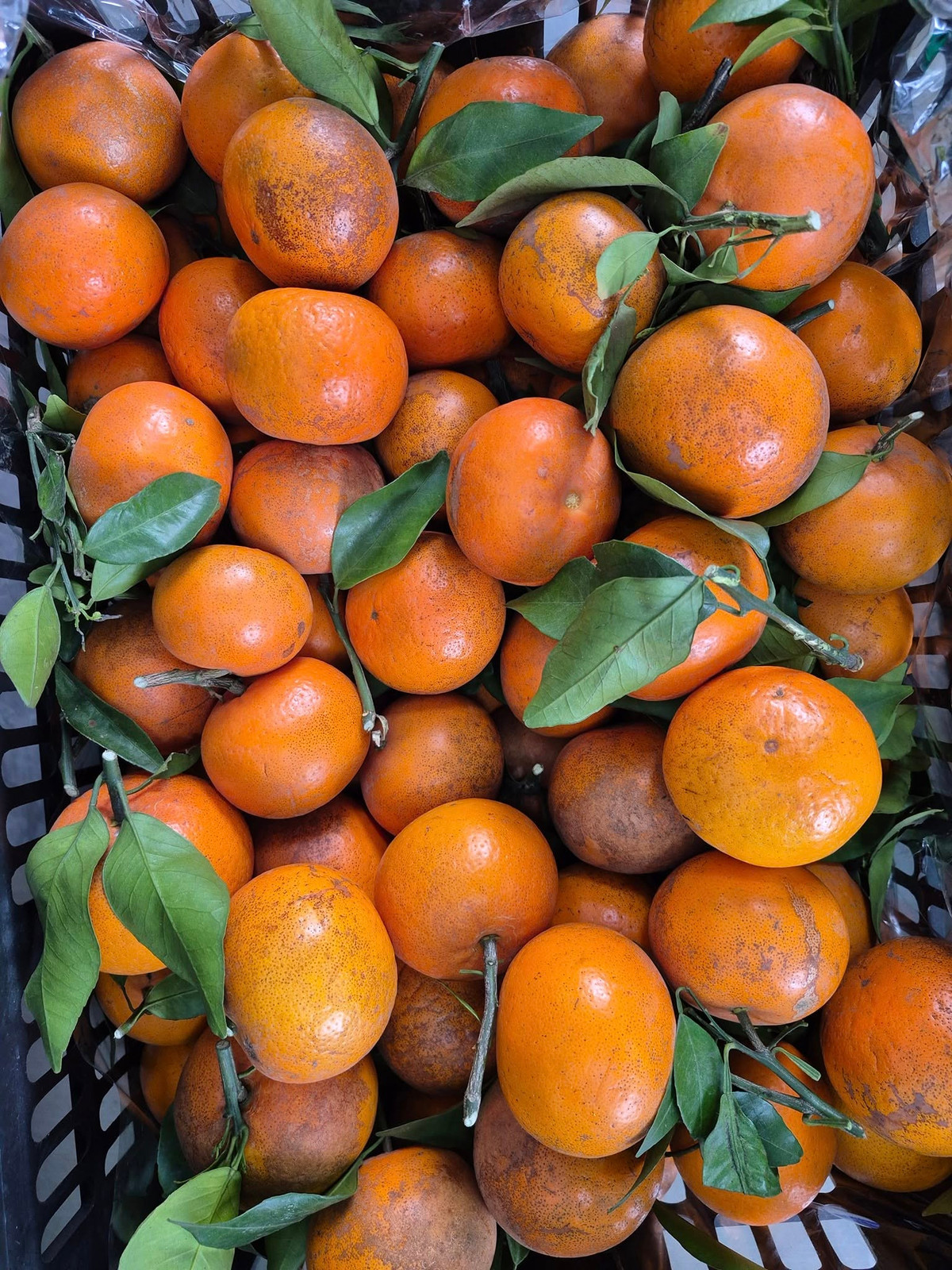 Trên chợ mạng và các cửa hàng trái cây và thực phẩm sạch ở Hà Nội, giá quýt sim dao động từ 25.000 - 40.000 đồng/kg, thậm chí có tiểu thương rao bán 100.000 đồng/5kg. Ảnh: FB Đinh Quyên