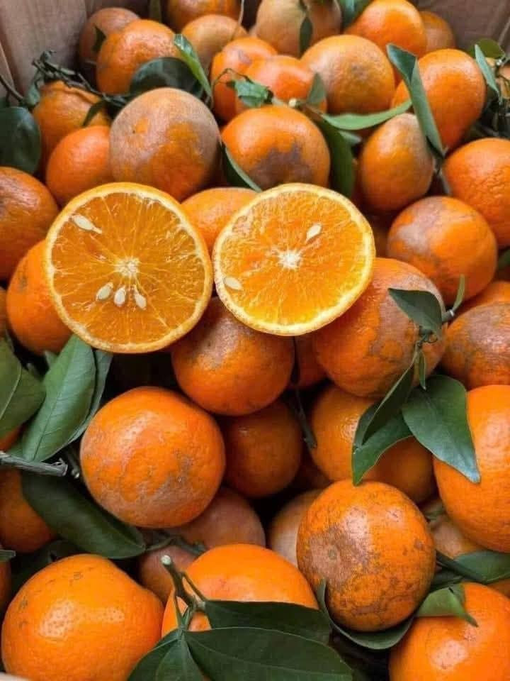 Thời gian gần đây, quýt sim trở thành loại quả được nhiều chị em ở Hà Nội ưa chuộng nhờ mức giá phải chăng và vị ngọt đậm đà. Ảnh: FB Đinh Quyên