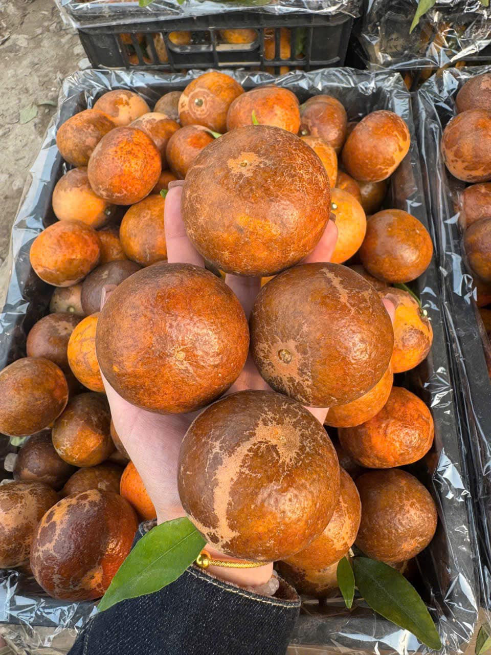 Do giá phải chăng, quýt sim rất hút khách, có ngày đến khoảng 5h chiều chị Thoa đã không còn hàng để bán. Ảnh: FB Nga Ng